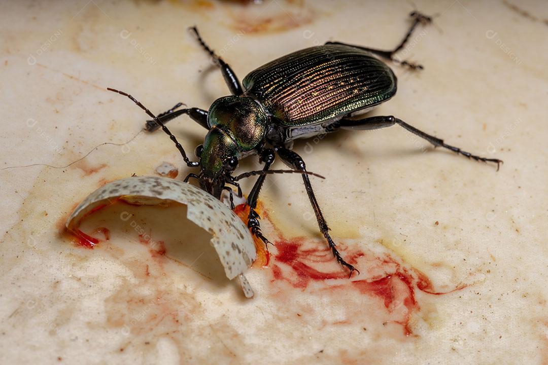 Besouro caçador de lagartas adulto da espécie Calosoma alternans
