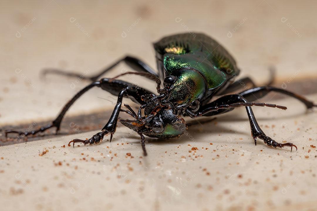 Besouro caçador de lagartas adulto da espécie Calosoma alternans