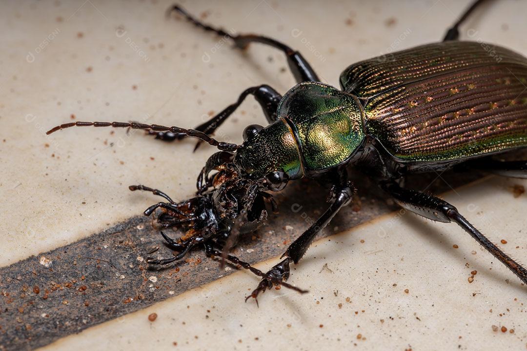 Besouro caçador de lagartas adulto da espécie Calosoma alternans