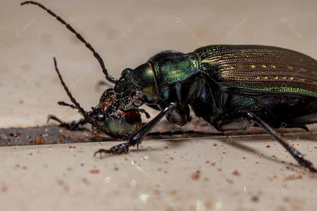Besouro caçador de lagartas adulto da espécie Calosoma alternans