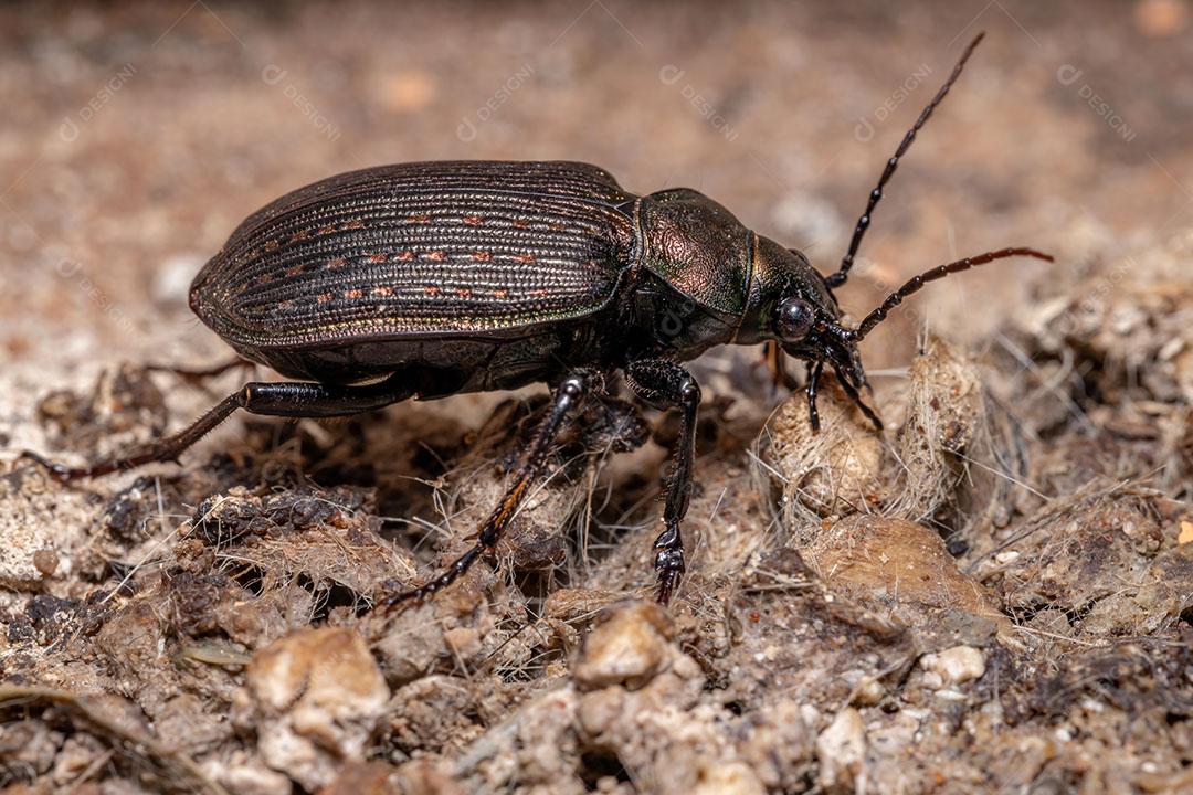 Besouro caçador de lagartas adulto da espécie Calosoma alternans