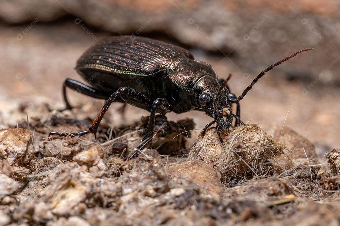 Besouro caçador de lagartas adulto da espécie Calosoma alternans