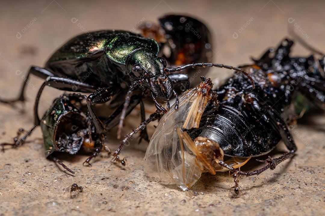 Caçador de lagartas adulto Besouro da espécie Calosoma alternans fazendo canibalismo