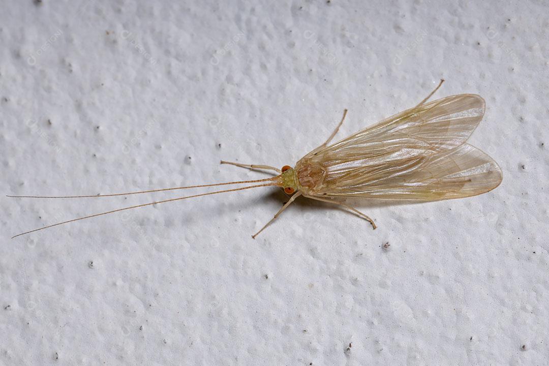 Caddisfly amarelo adulto do gênero Leptonema