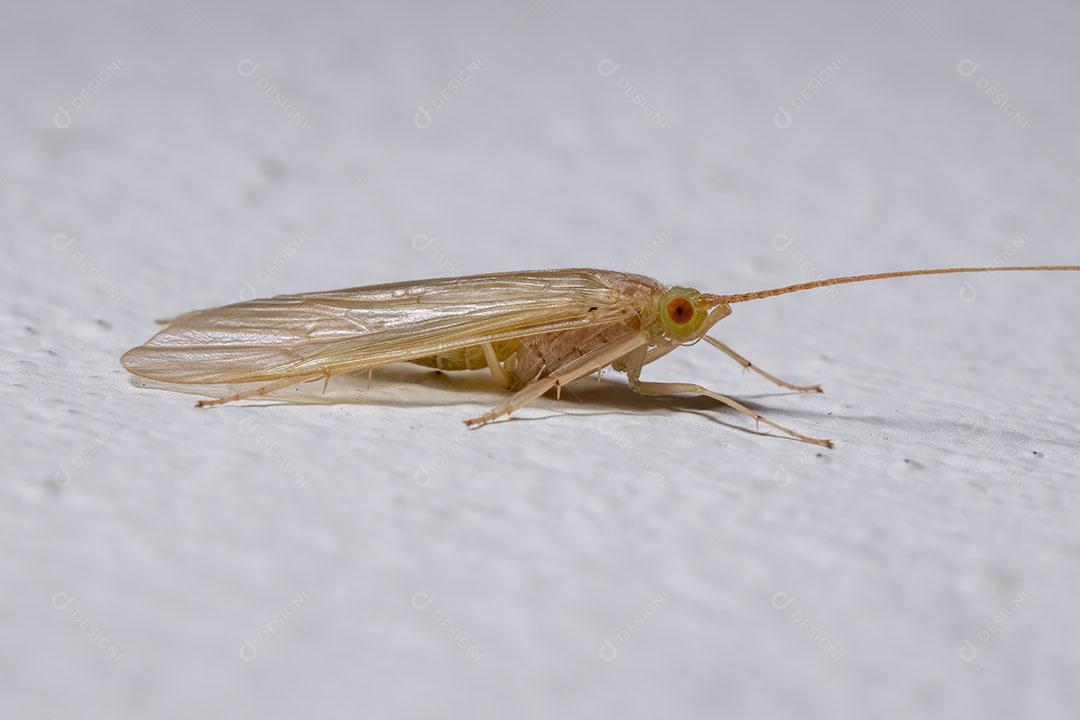 Caddisfly amarelo adulto do gênero Leptonema