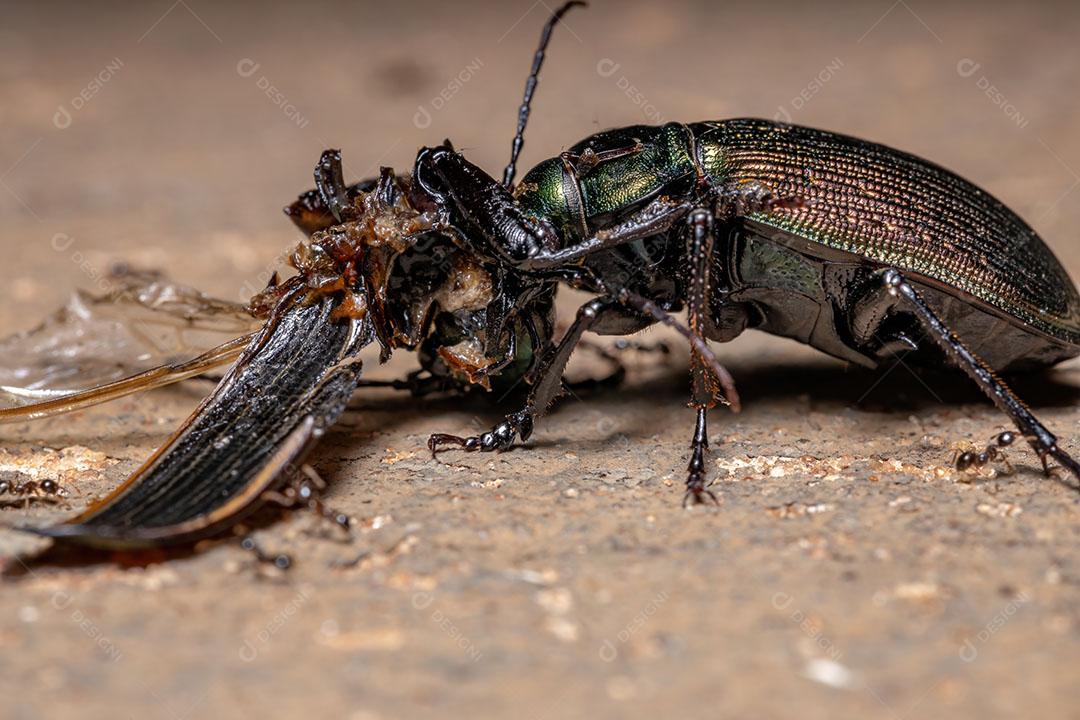 Caçador de lagartas adulto Besouro da espécie Calosoma alternans fazendo canibalismo