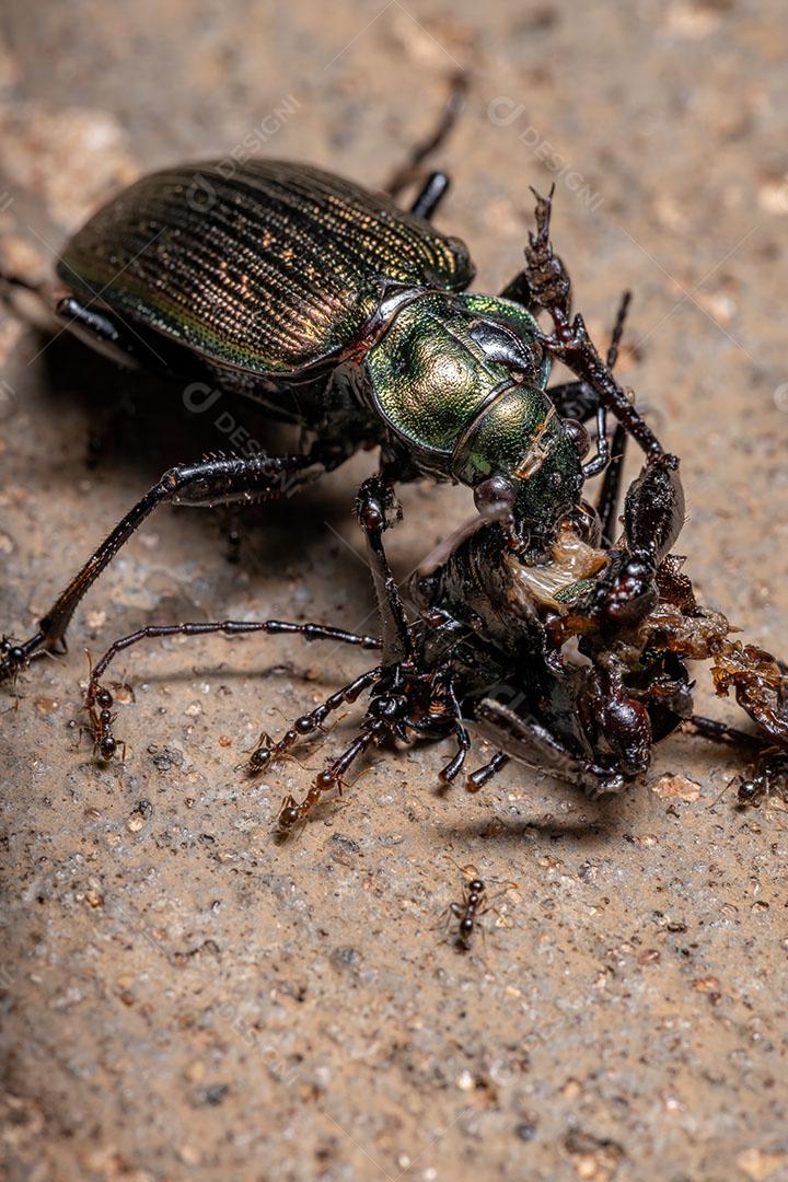 Caçador de lagartas adulto Besouro da espécie Calosoma alternans fazendo canibalismo