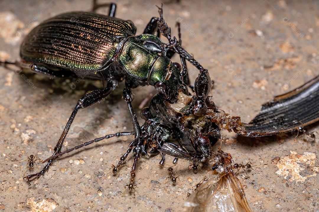 Caçador de lagartas adulto Besouro da espécie Calosoma alternans fazendo canibalismo