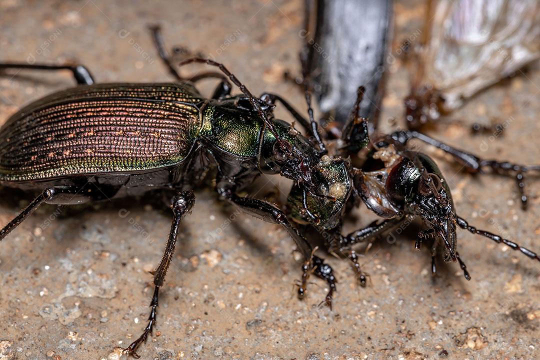 Caçador de lagartas adulto Besouro da espécie Calosoma alternans fazendo canibalismo