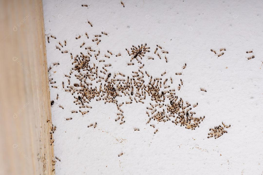 Formigas adultas da espécie Monomorium floricola