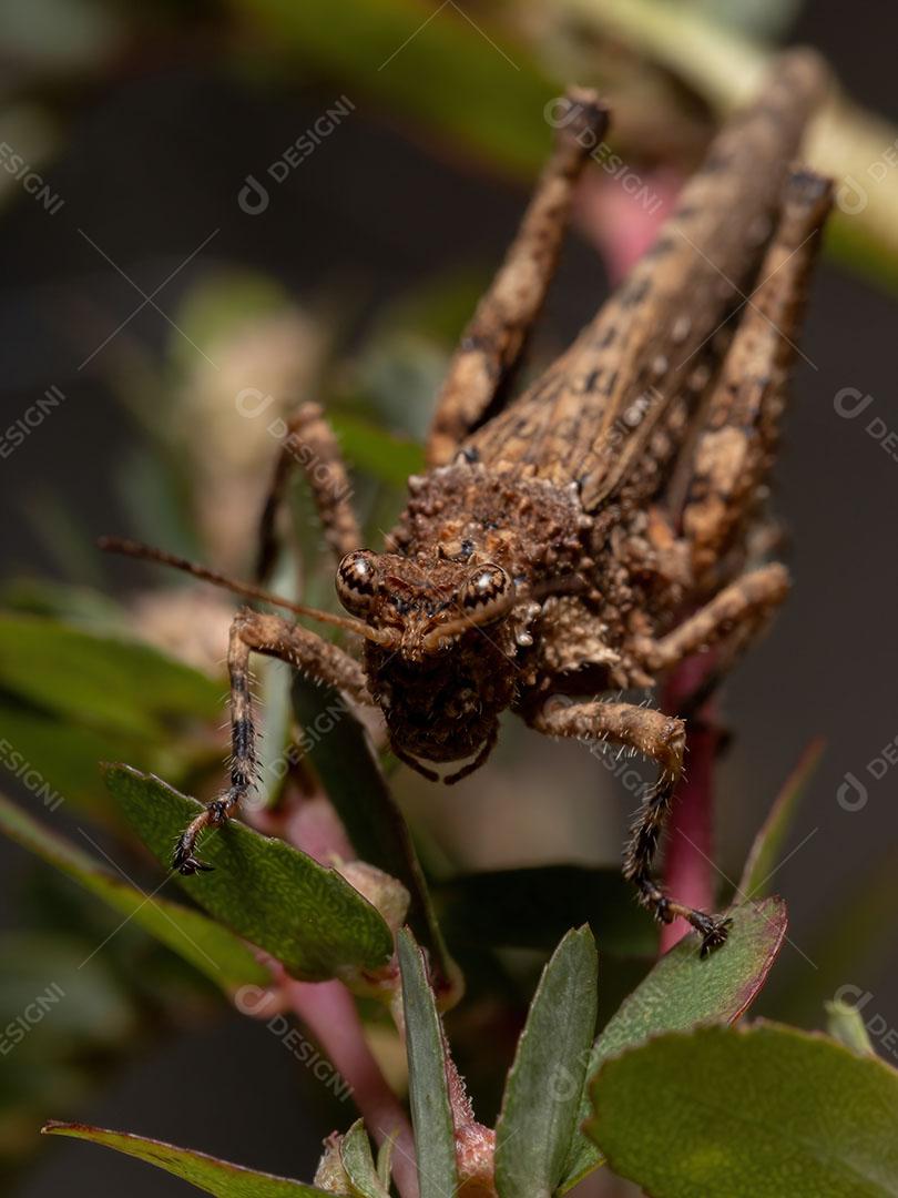 Gafanhoto de chifres curtos da família Ommexechidae