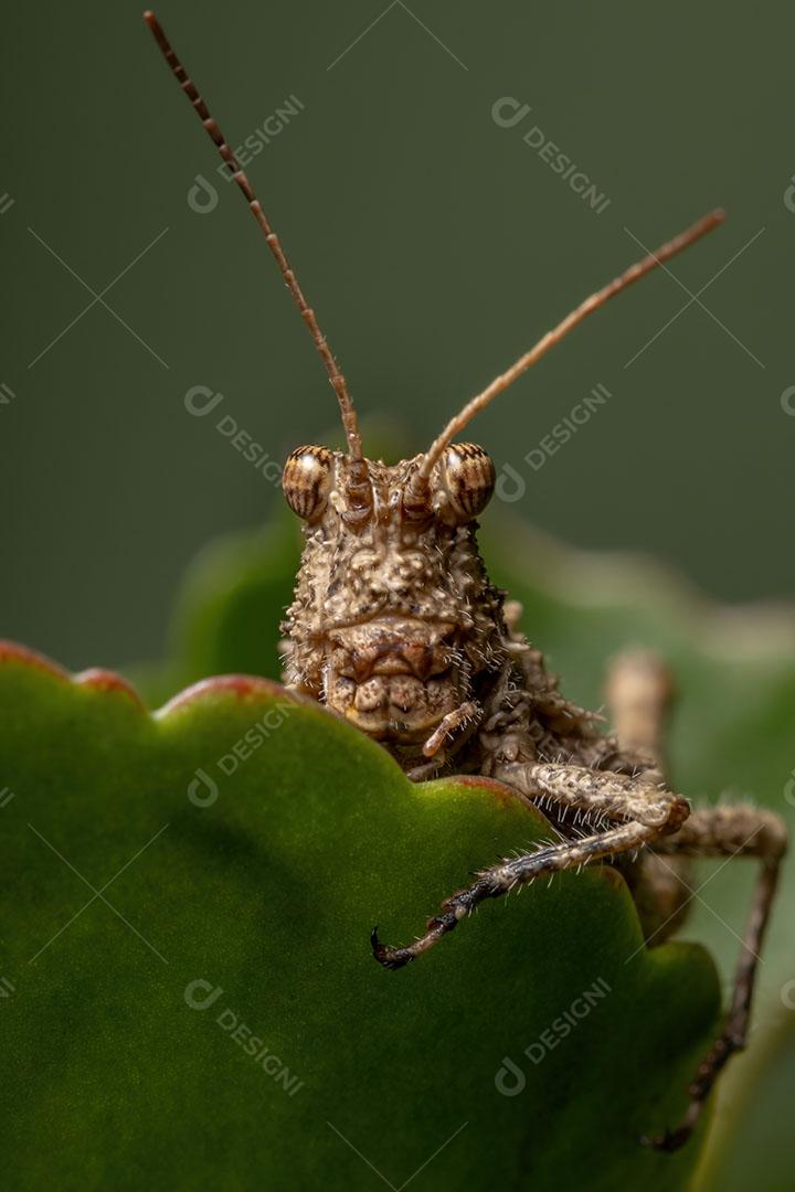 Gafanhoto de chifres curtos da família Ommexechidae