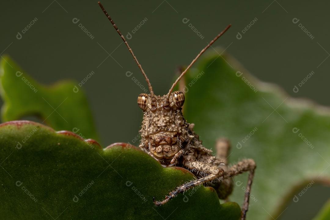 Gafanhoto de chifres curtos da família Ommexechidae