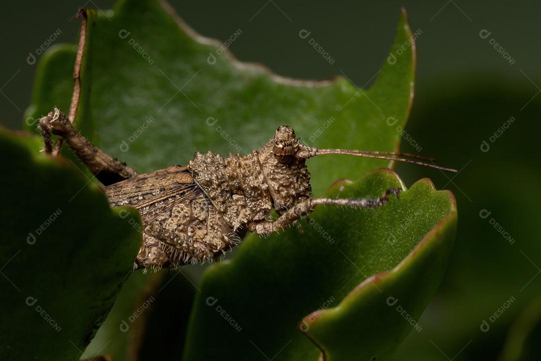 Gafanhoto de chifres curtos da família Ommexechidae