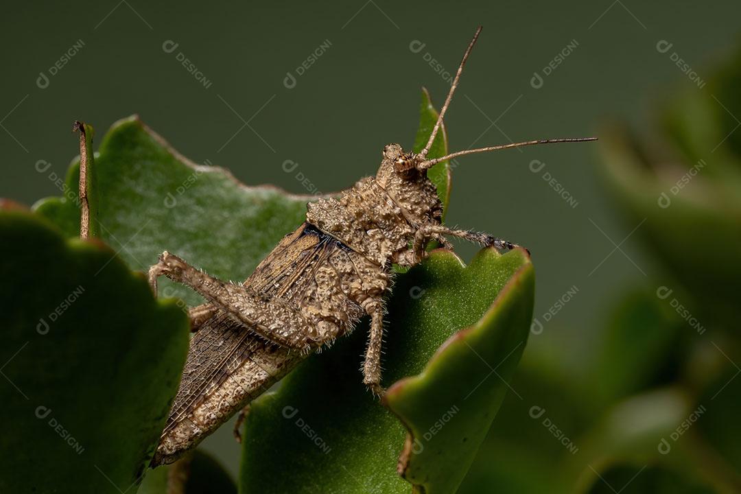 Gafanhoto de chifres curtos da família Ommexechidae