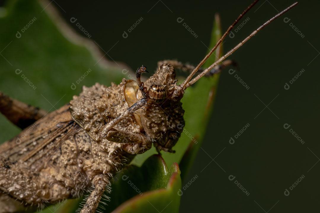 Gafanhoto de chifres curtos da família Ommexechidae