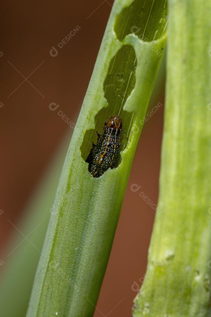 Lagarta do gênero Spodoptera comendo uma folha de cebolinha da espécie Allium schoenoprasum