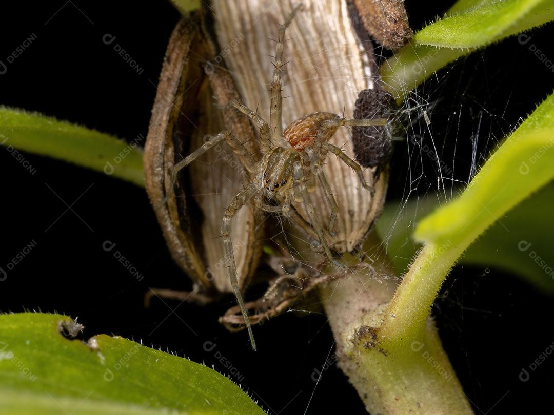 Gafanhoto de chifres curtos da família Ommexechidae