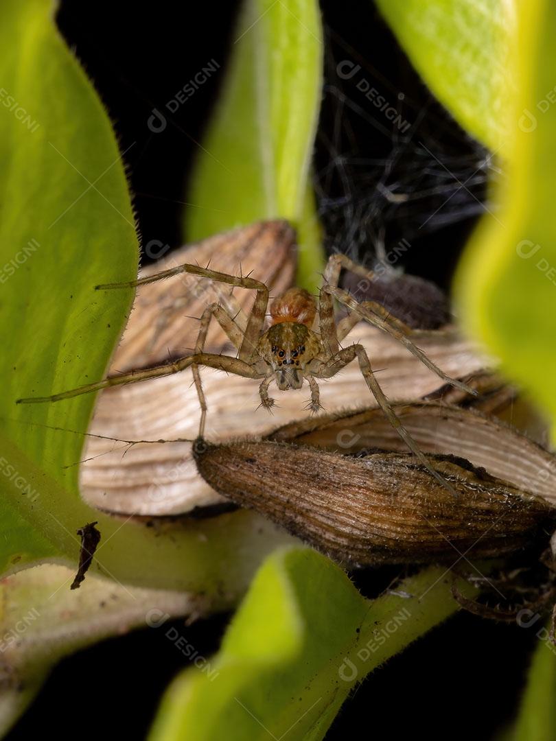 Aranha de teia de berçário da família Pisauridae