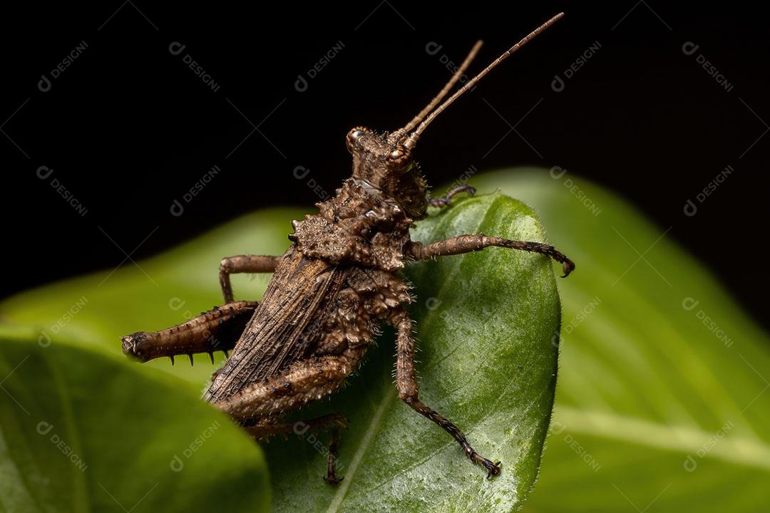 Gafanhoto de chifres curtos da família Ommexechidae