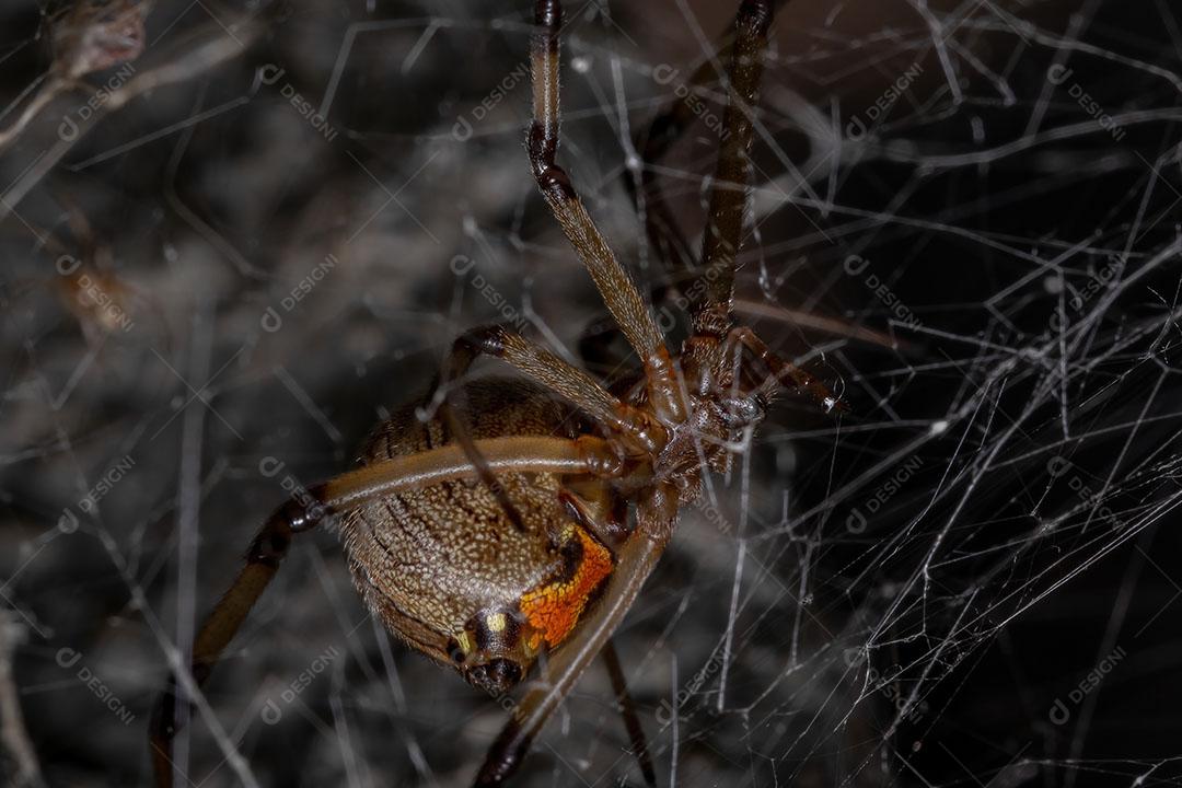Viúva marrom adulta da espécie Latrodectus geometricus