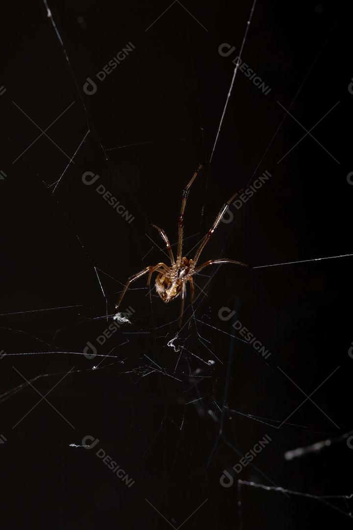 Pequena viúva marrom da espécie Latrodectus geometricus