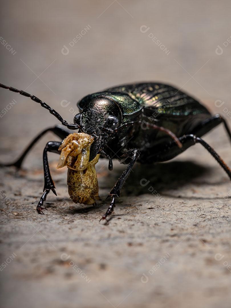 Besouros adultos caçadores de lagartas da espécie Calosoma alternans disputando