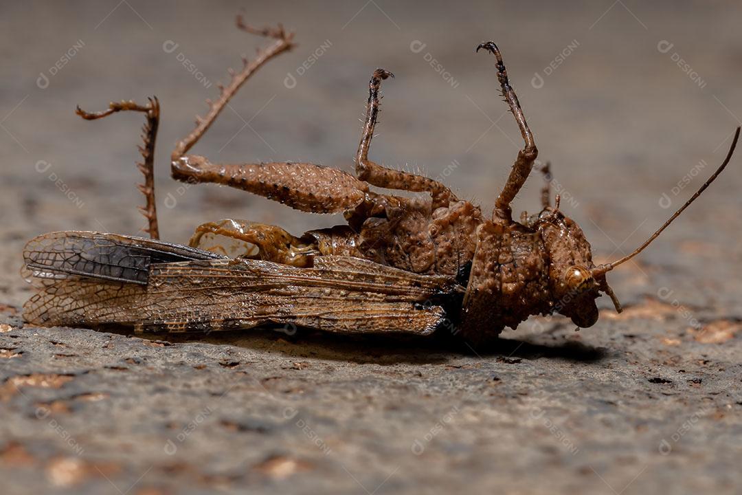 Gafanhoto de chifres curtos da família Ommexechidae