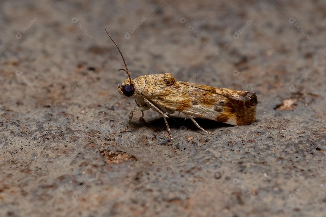 Pequena Mariposa Amarela da Tribo Acontiini
