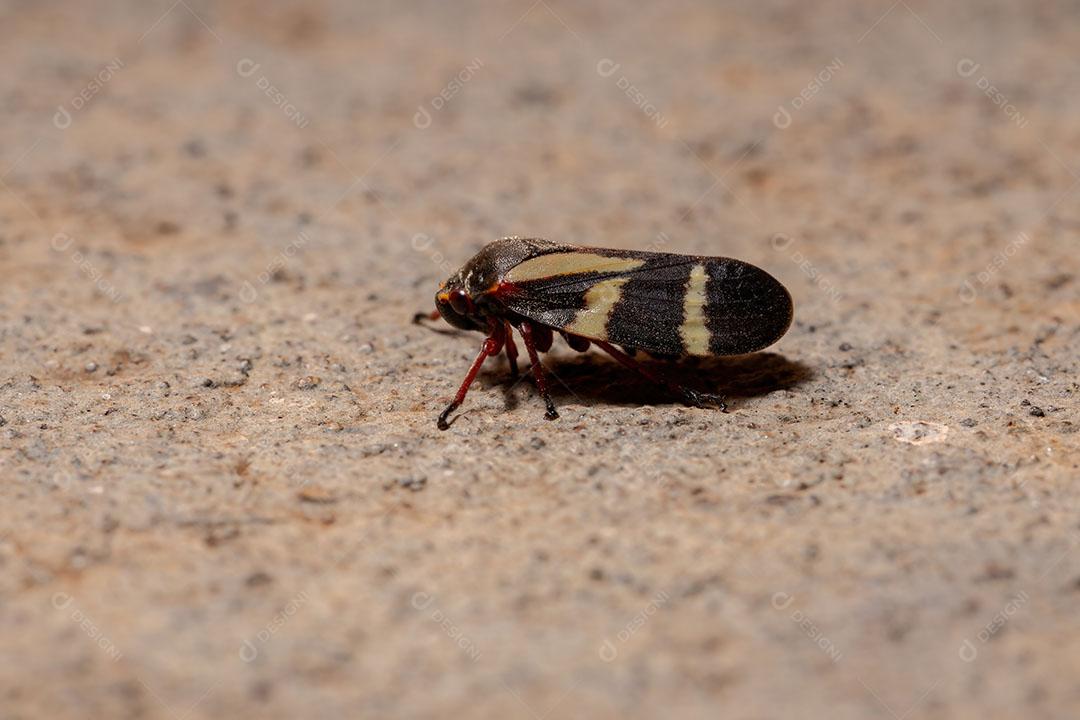 Inseto Froghopper adulto da espécie Deois flavopicta