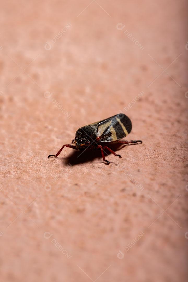 Inseto Froghopper adulto da espécie Deois flavopicta