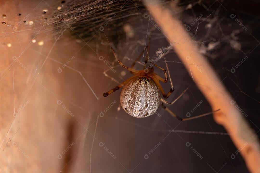 Famale Adulto Castanho Viúva da espécie Latrodectus geometricus