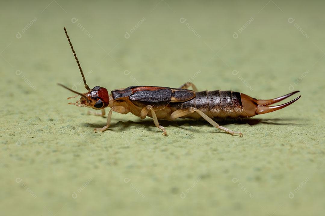Tesourinha-da-terra adulta da espécie Labidura riparia