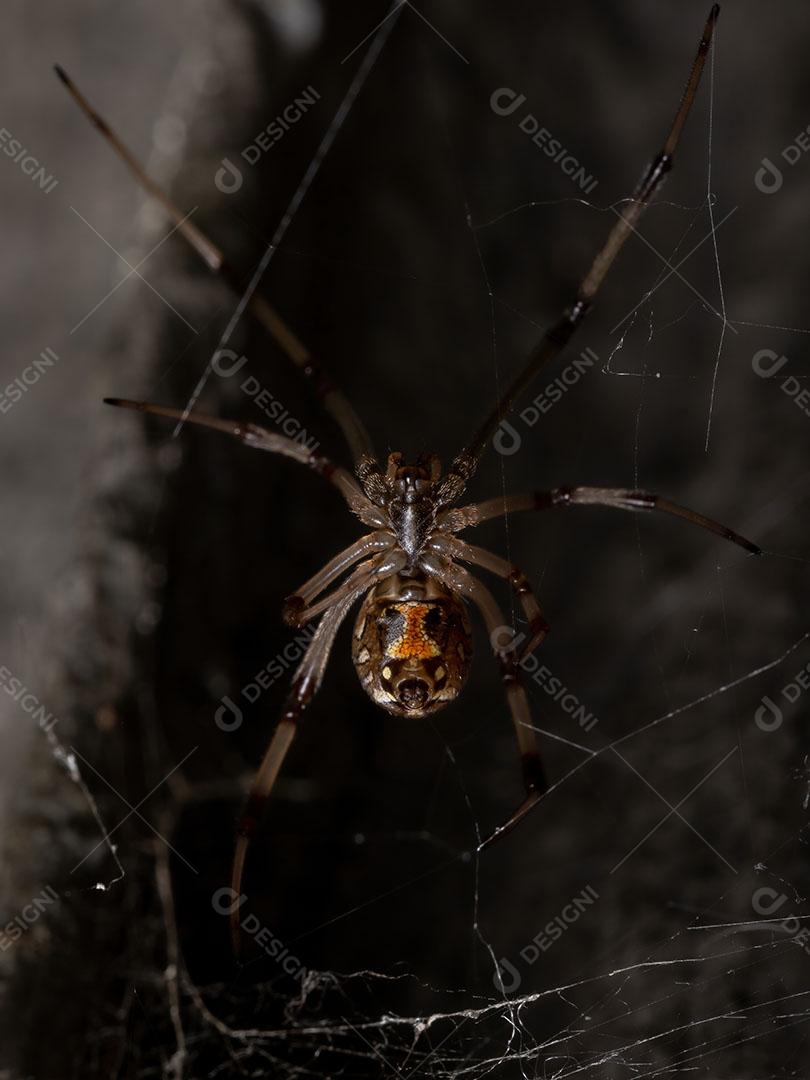 Pequena viúva marrom da espécie Latrodectus geometricus