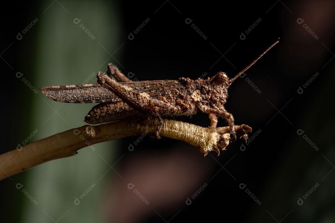 Gafanhoto de chifres curtos da família Ommexechidae