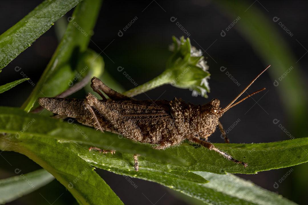 Gafanhoto de chifres curtos da família Ommexechidae