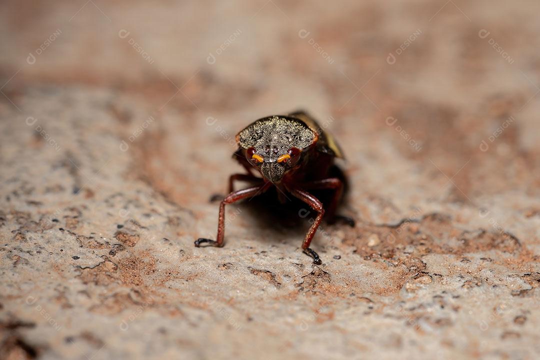 Pequena viúva marrom da espécie Latrodectus geometricus