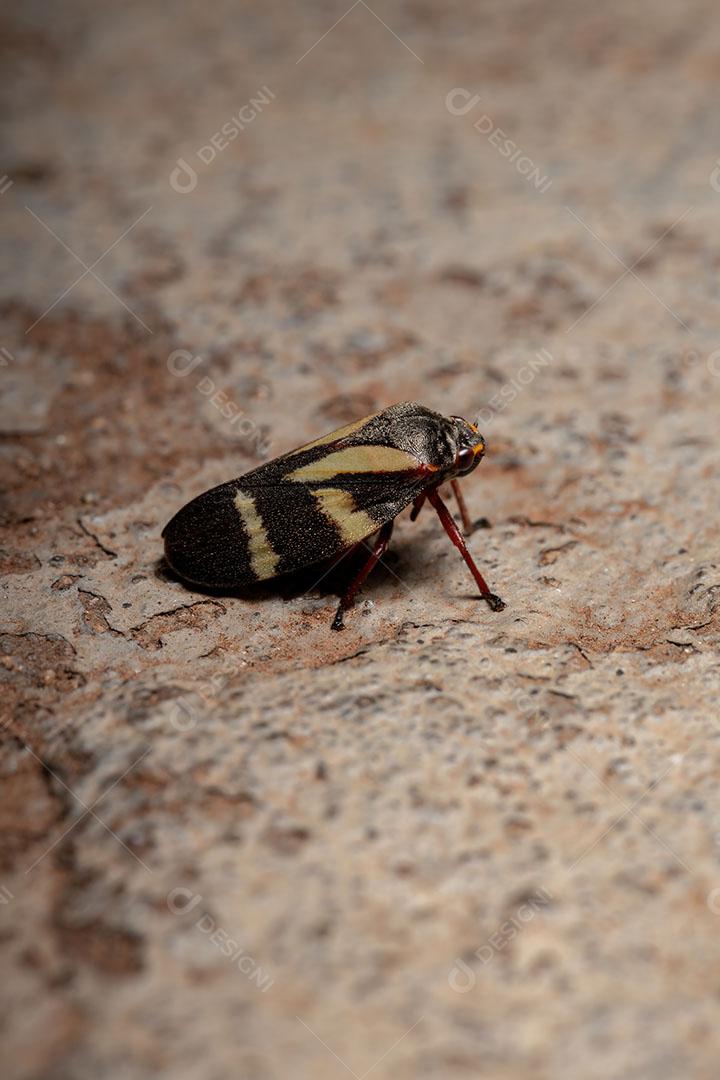 Adult Froghopper insect of the species Deois flavopicta