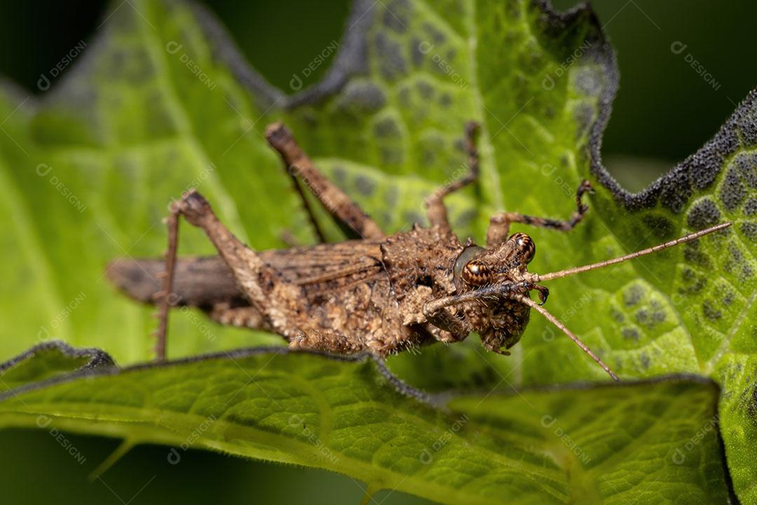 Gafanhoto de chifres curtos da família Ommexechidae