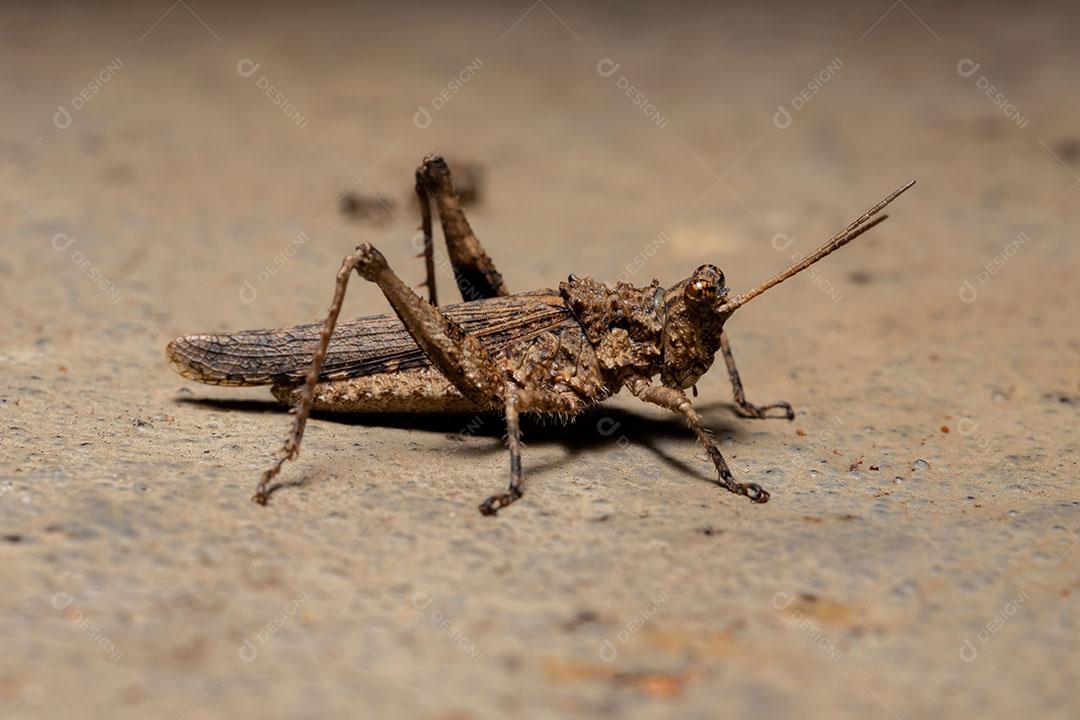 Gafanhoto de chifres curtos da família Ommexechidae