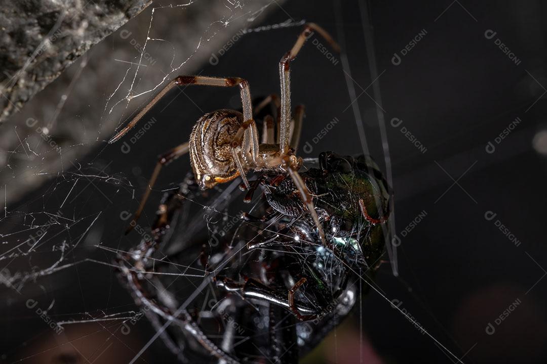 Fêmea adulta marrom viúva da espécie Latrodectus geometricus predando um adulto