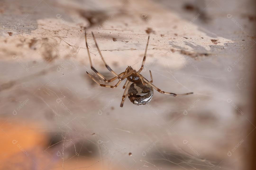 Pequena viúva marrom da espécie Latrodectus geometricus