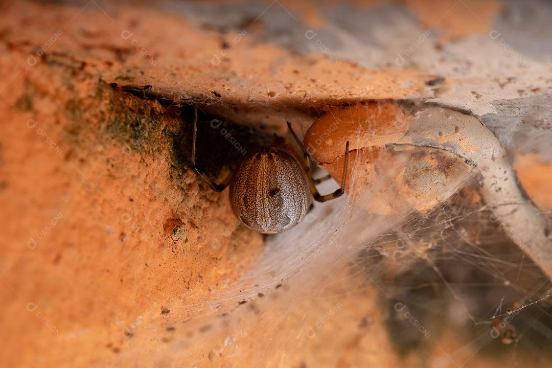 Famale Adulto Castanho Viúva da espécie Latrodectus geometricus