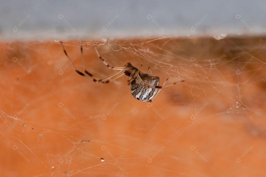 Pequena viúva marrom da espécie Latrodectus geometricus
