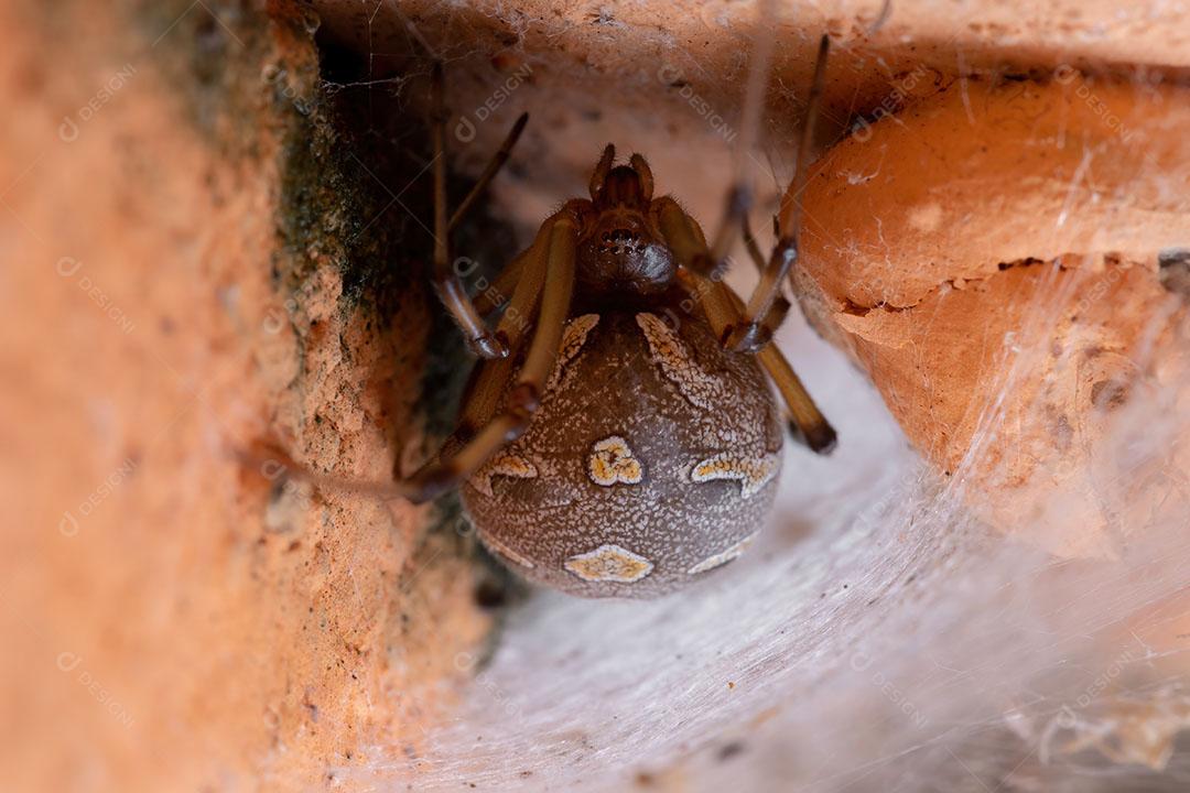 Famale Adulto Castanho Viúva da espécie Latrodectus geometricus