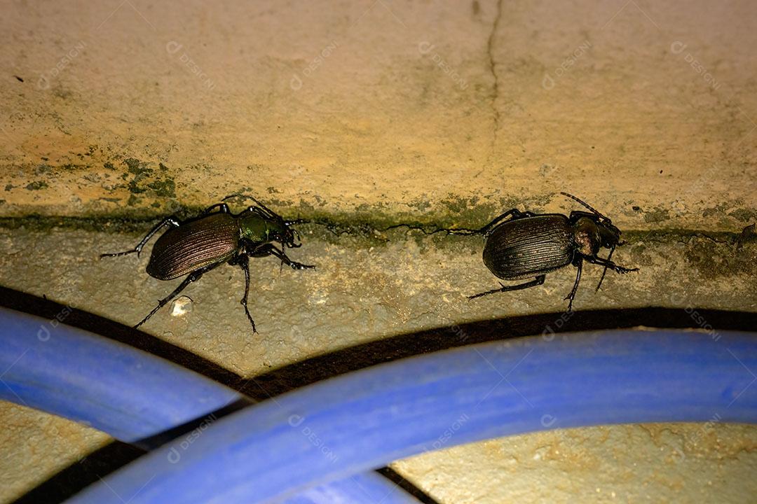 Macho e fêmea adulto caçador de lagartas Besouros da espécie Calosoma alternans