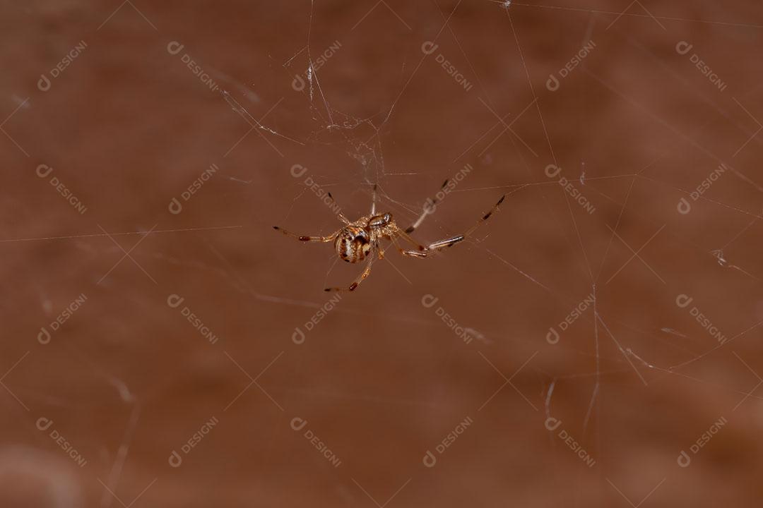 Pequena viúva marrom da espécie Latrodectus geometricus