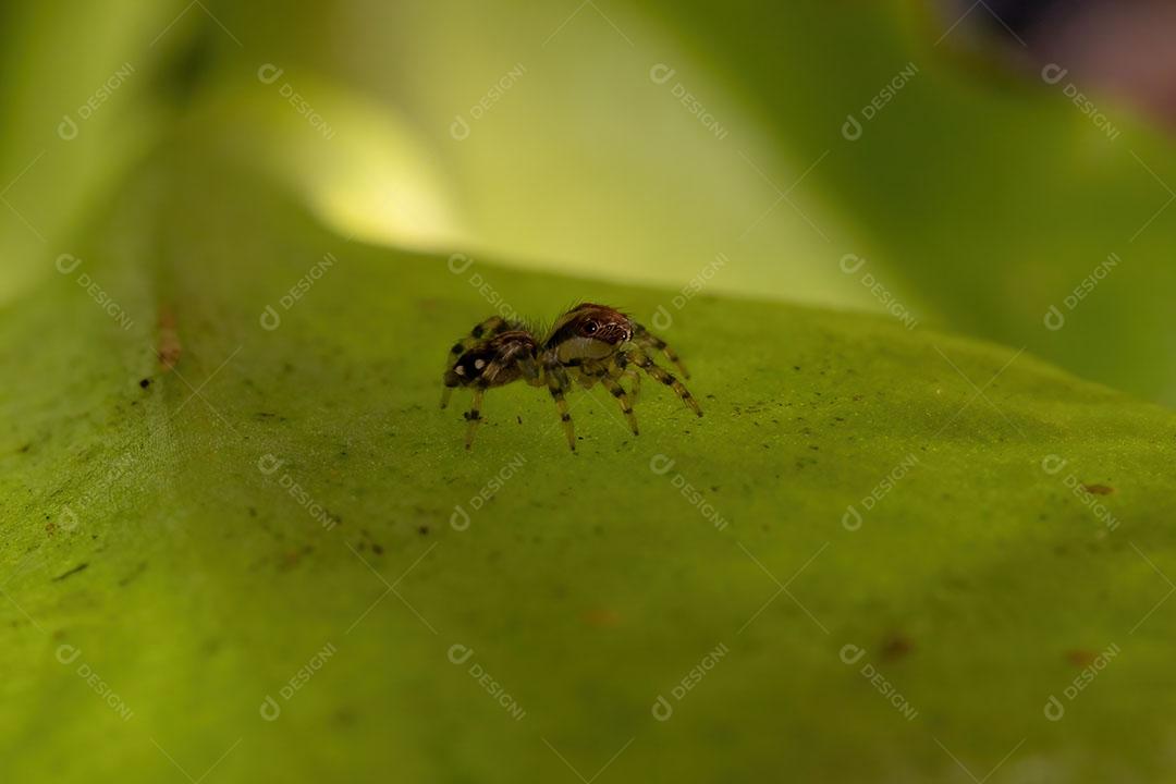 Pequena aranha saltadora da subtribo Freyina