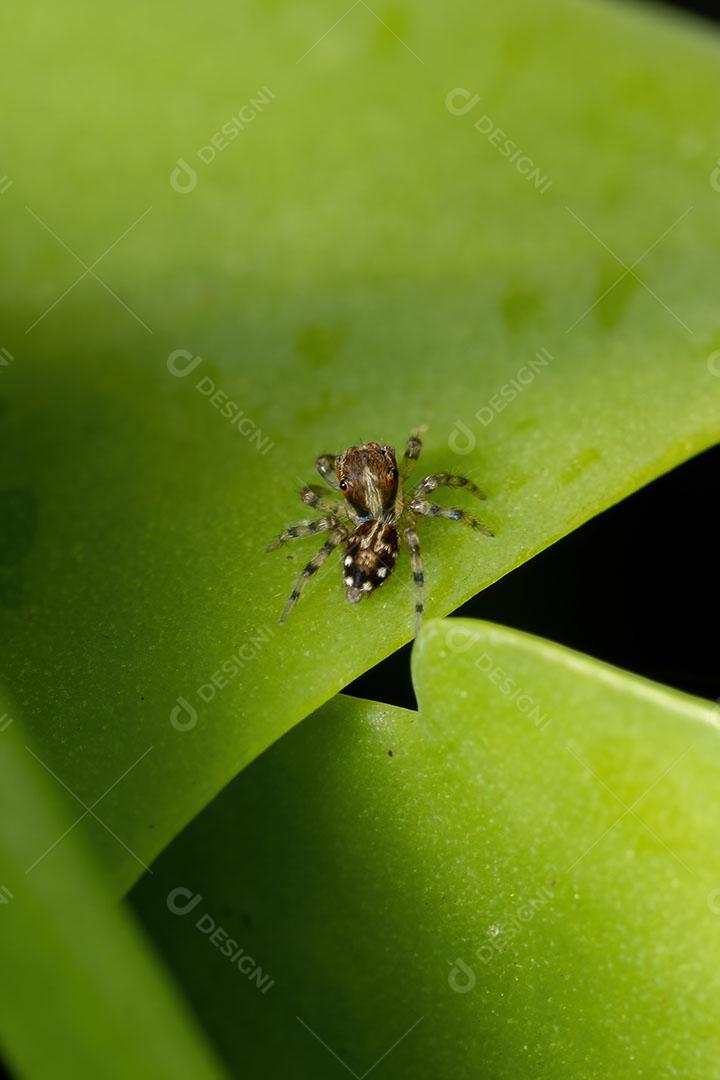 Pequena aranha saltadora da subtribo Freyina