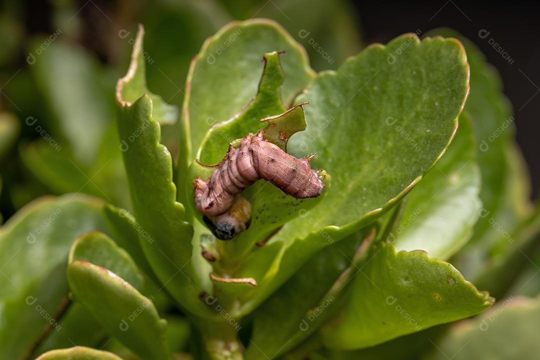 Lagarta do gênero Spodoptera gravemente ferida